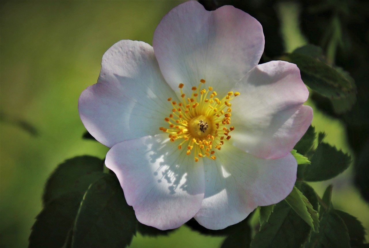 Why People Look for Horse Racing Videos