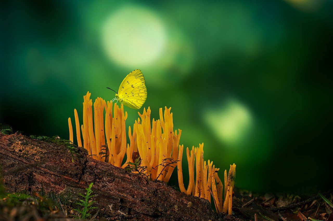 Understanding Digital Photography: Techniques in Getting a Great Picture